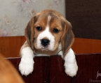 Beagle Puppies males and females