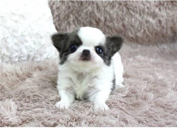 Baby Poncho ~ Blue/White LC Micro Teacup Chihuahua 
