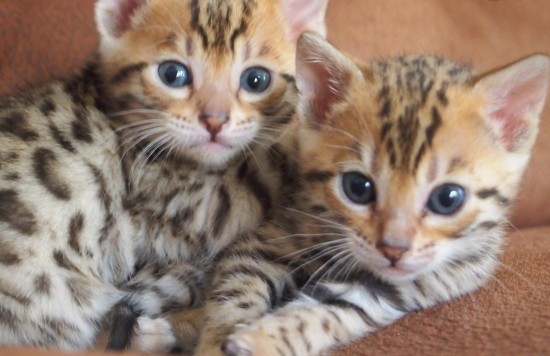 MALE AND FEMALE BENGAL KITTENS AVAILABLE