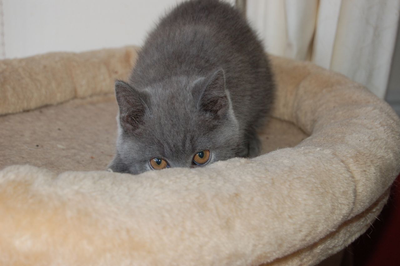 Gorgeous British Shorthair Kittens - Pedigree
