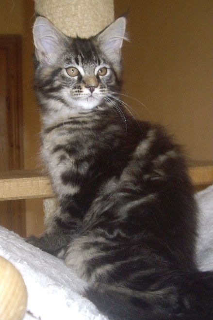 1 Pedigree Female Brown Tabby Maine Coon Kitten
