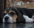 AKC Tri Color Beagle Puppy