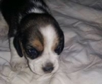 Focused Beagle Puppy Rdy 