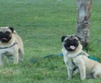 Pug puppies 2 male and 3 female