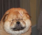 chow chow puppy that is being household