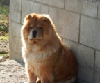 STUNNING LIL Chow Chow  MALE Price