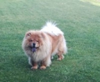 gorgeous chow chow