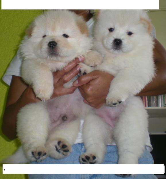 QUALITY CHOW CHOW PUPPIES FOR GOOD HOMES