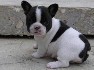 Adorable male and female french bulldog for free adoption
