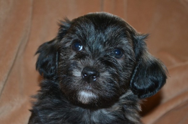 Adorable havanese male puppy  KC reg- pure breed