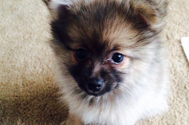 Pomeranian puppy wolf stable for sale