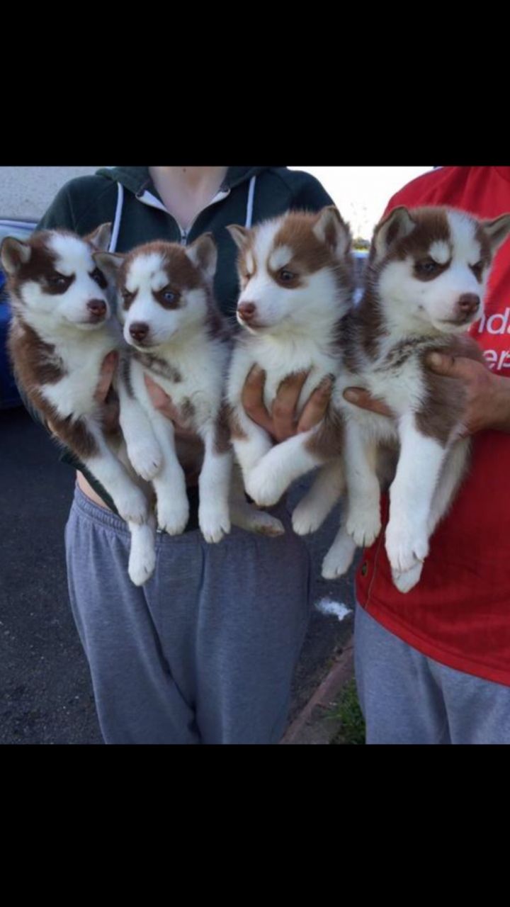 Stunning Litter of siberian husky blue eyes Puppies  blue eyes siberian husky puppies ready now for a good and caring ho