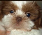 Shih tzu fluffy little puppy