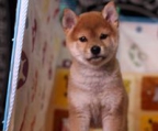 Shiba Inu puppies / tend to exhibit an independent nature