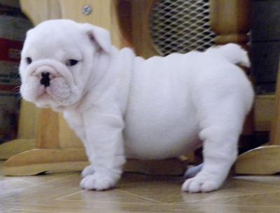 cute bulldog puppy for adoption