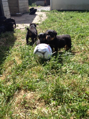 Male And Female Rottweiler Puppies