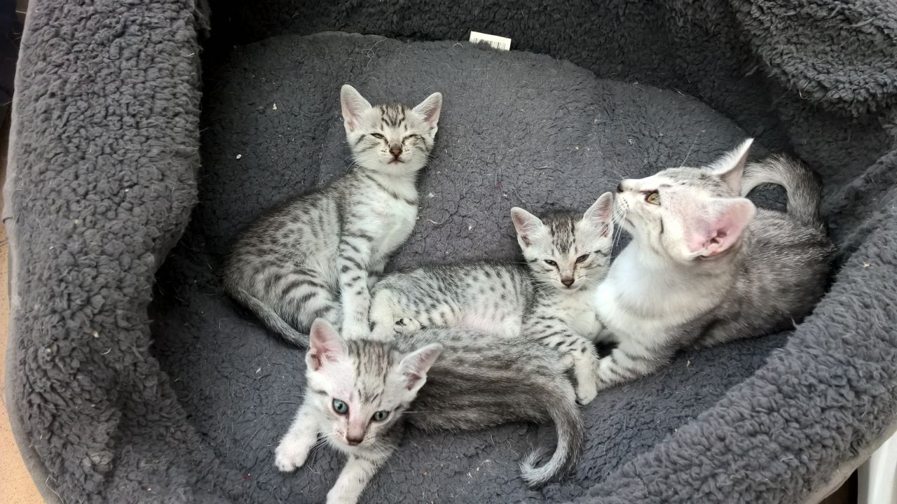 Pedigree Egyptian Mau Kittens For Sale