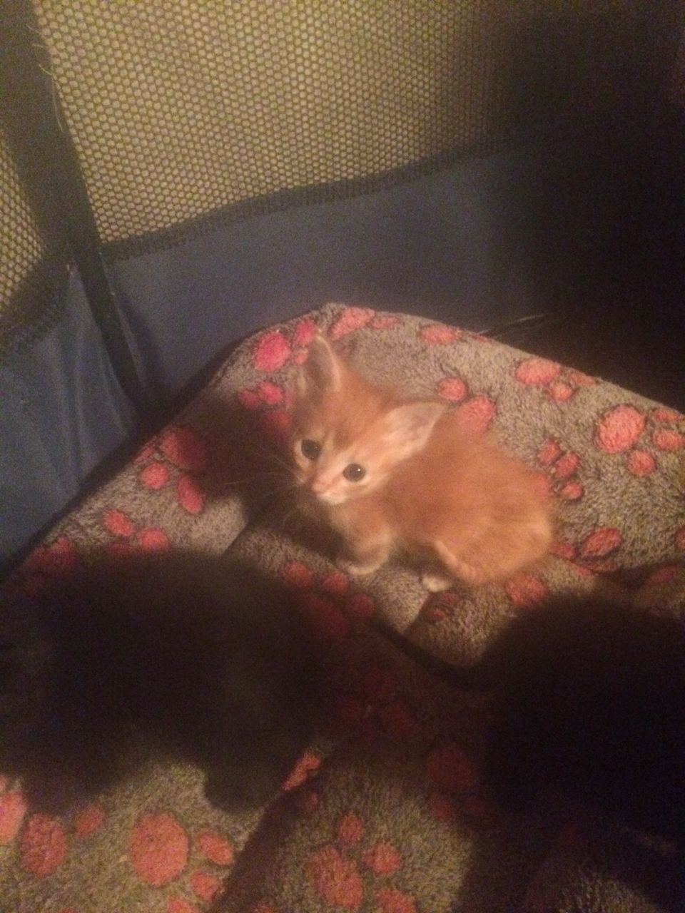 Stunning Munchkin Kittens Available