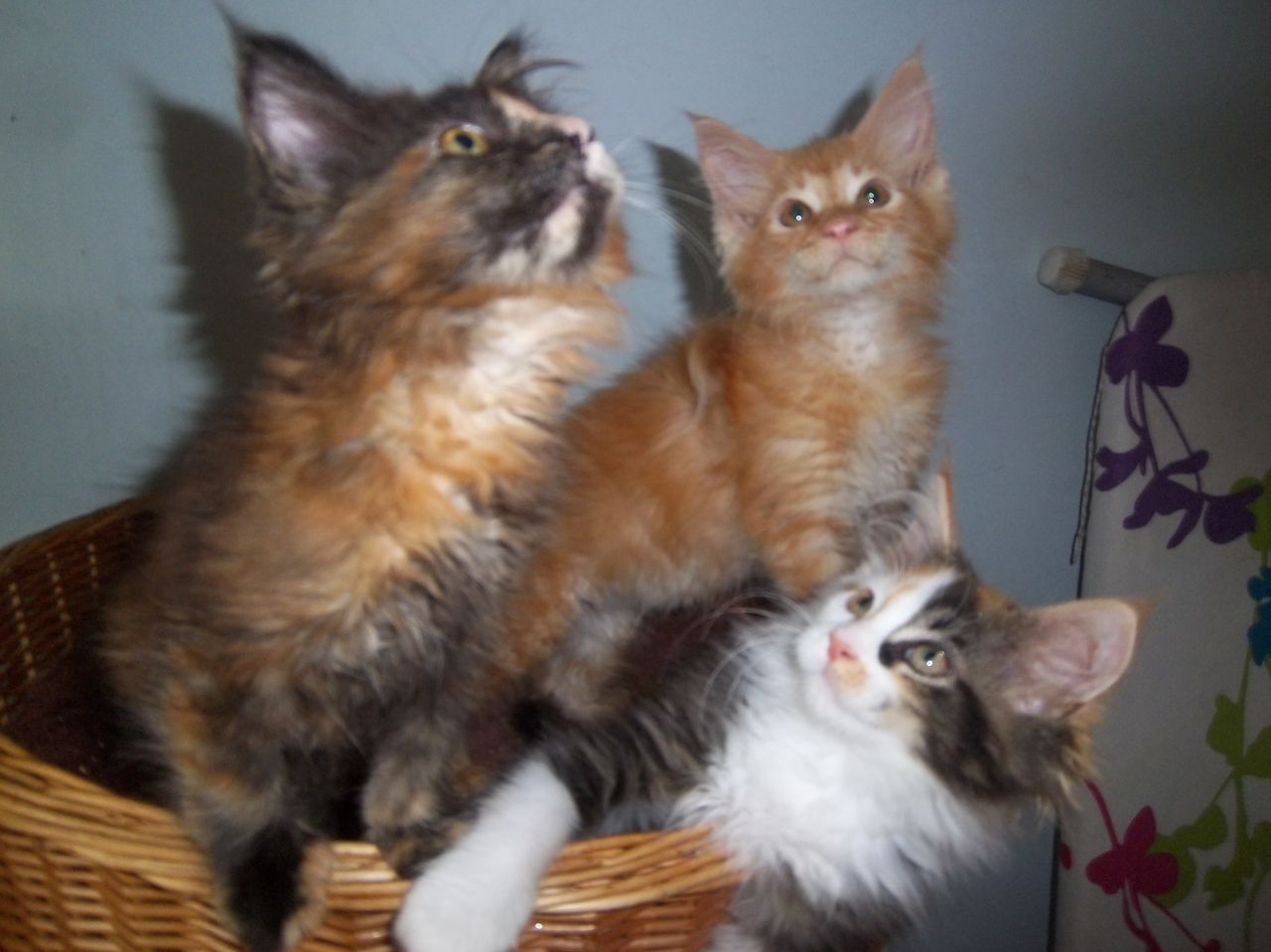 Beautiful Gccf Reg Maine coon Kittens
