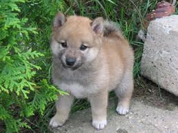 Shiba inu puppies ready to rehome so you can contact now