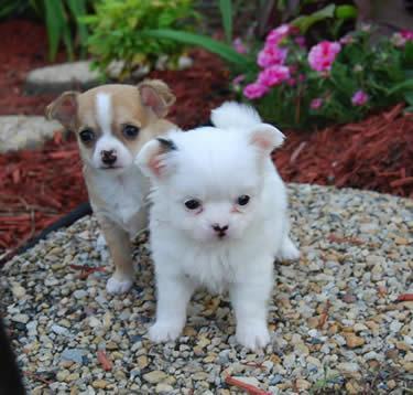 Male and female Chihuahuas  puppies available
