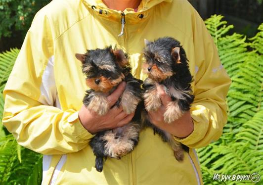 Yorkshires terrier puppies ready for any good home
