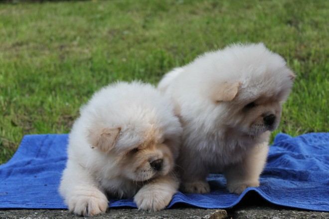cream boy and girl Chow Chow puppies available