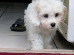  Maltipoo X Jack Russell Puppies  available