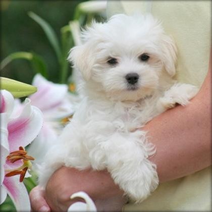 Gorgeous White Teacup Maltese Puppies