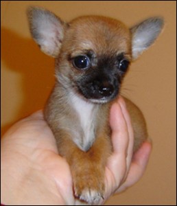 Good looking male and female chihuahua puppies