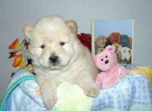 beautiful purebred Chow Chow Puppies