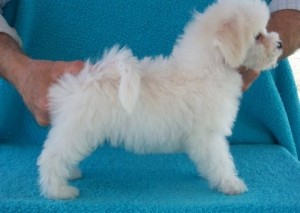 akc excellent Bichon Frise Puppies for new and caring families