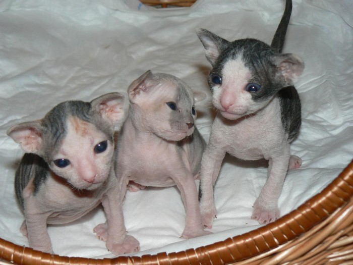 Sphynx Kittens Available Now
