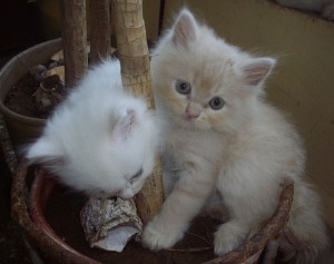 Persian Cat For adoption